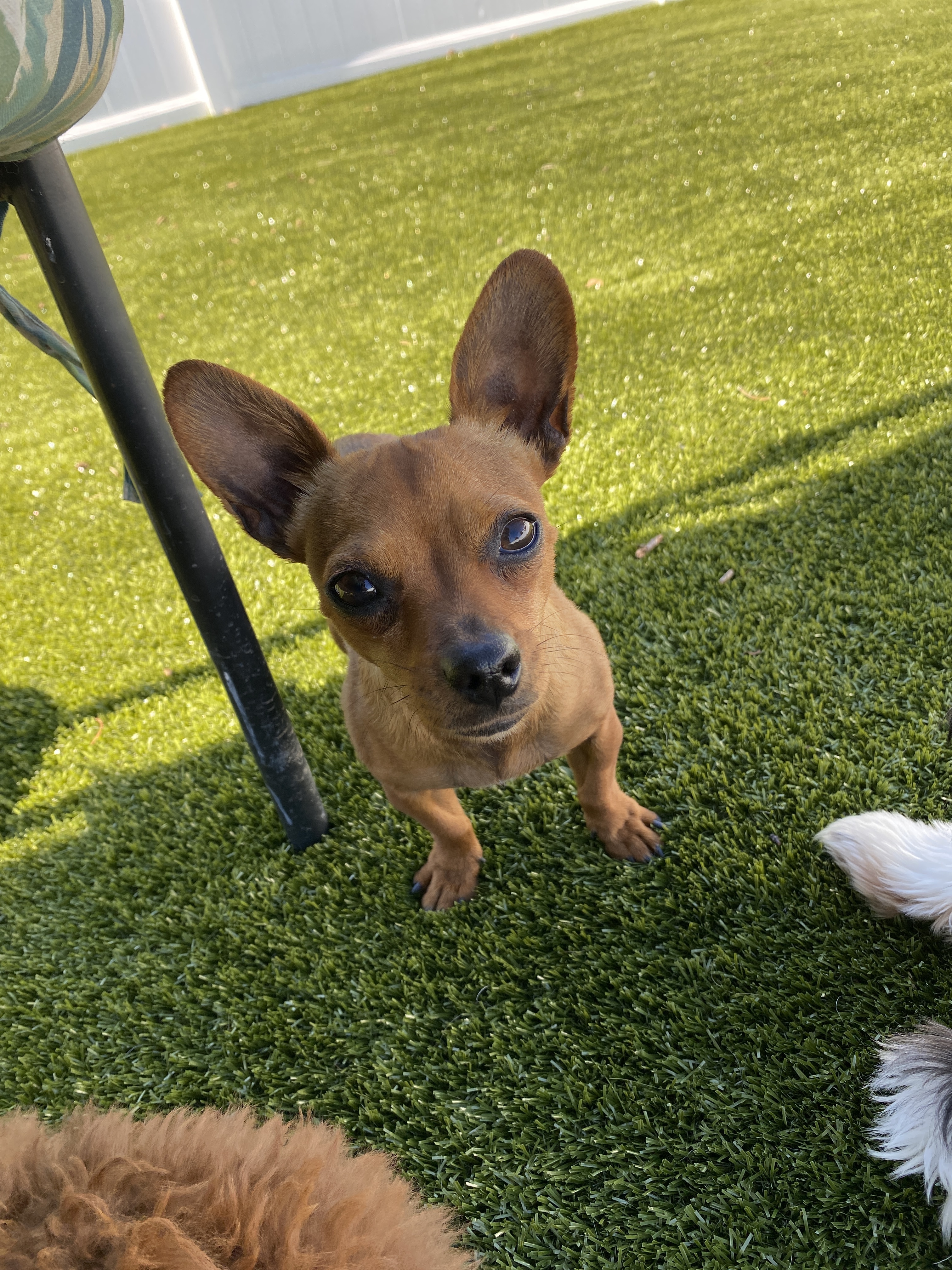 Cora, an adoptable Chihuahua in Florence, IN, 47020 | Photo Image 1