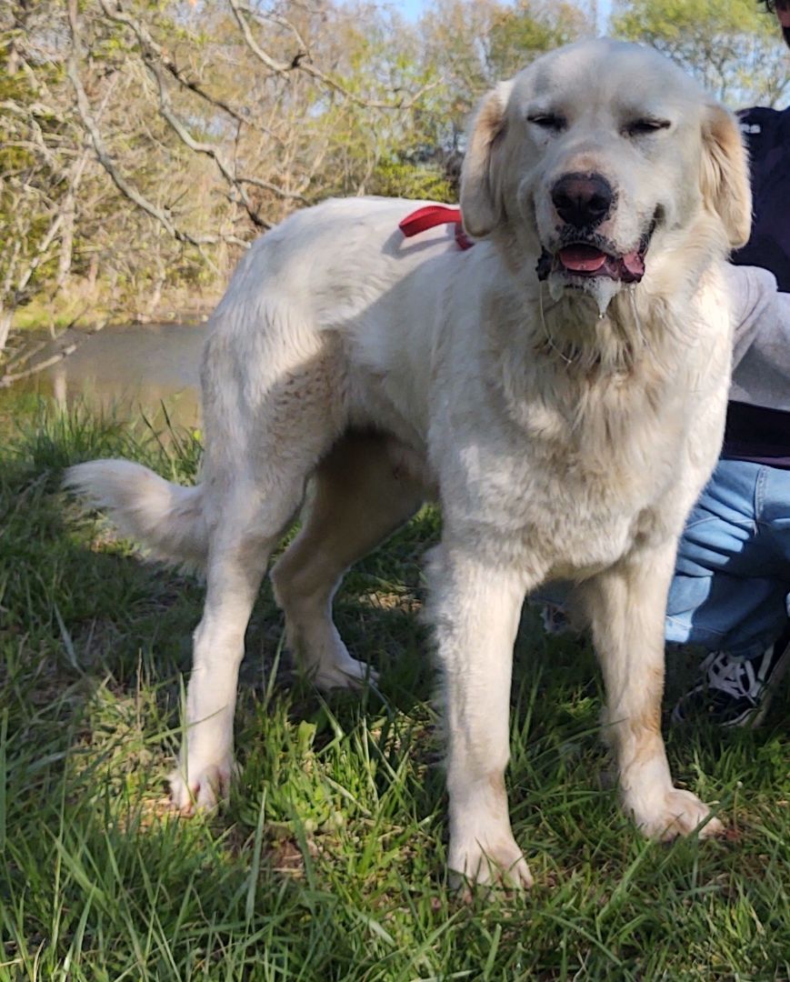 Moxie, an adoptable Labrador Retriever in Fordland, MO, 65652 | Photo Image 2