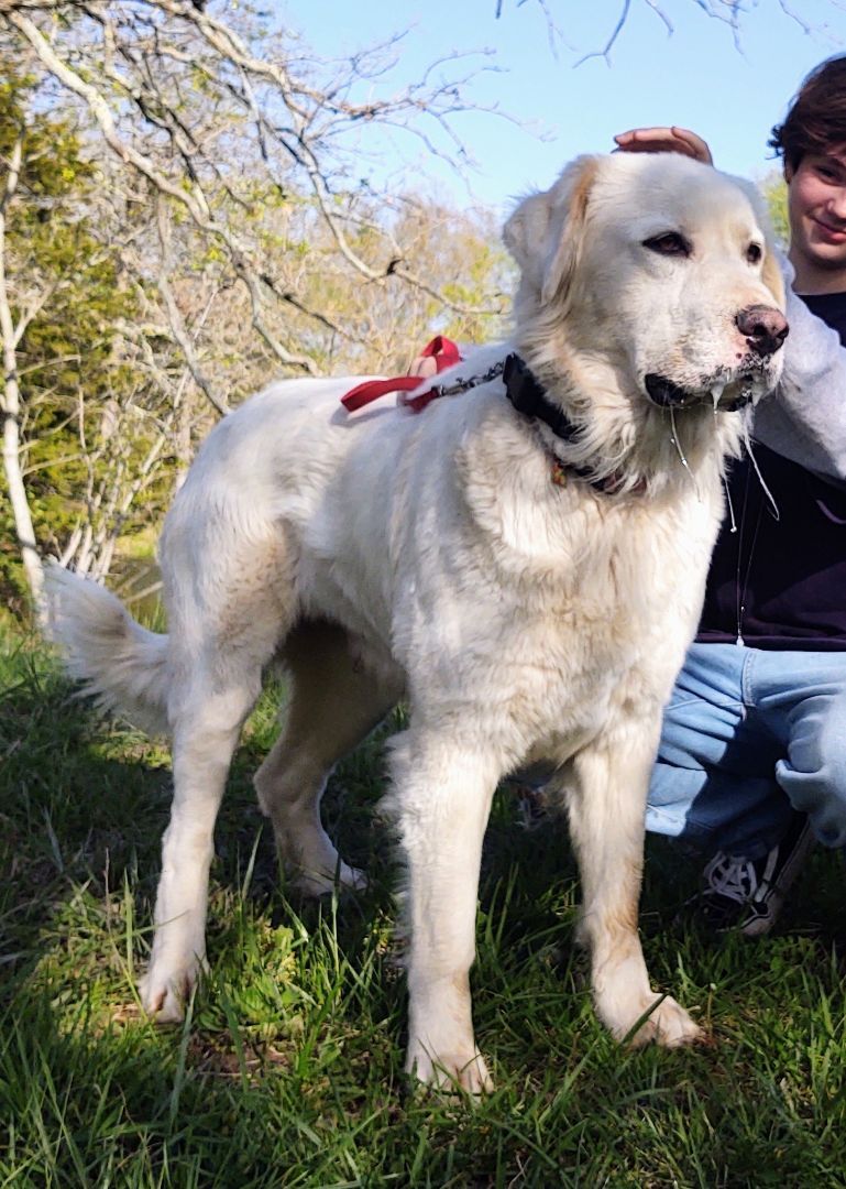 Moxie, an adoptable Labrador Retriever in Fordland, MO, 65652 | Photo Image 3
