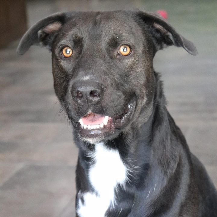 Buster, an adopted Labrador Retriever Mix in Sherman, TX_image-3