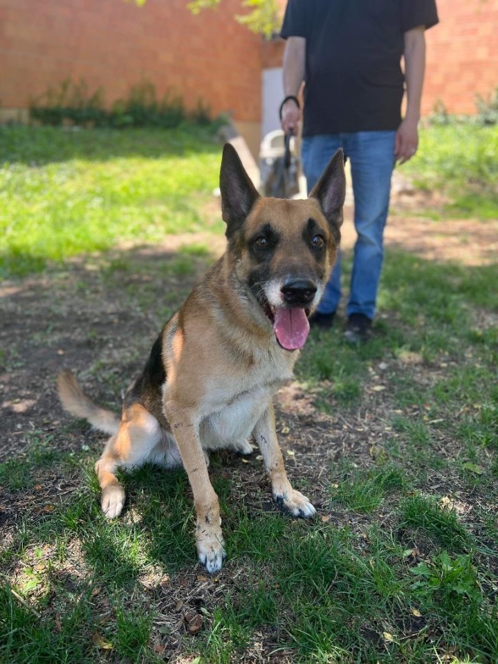 Berenstain , an adoptable German Shepherd Dog in Chicago, IL_image-2