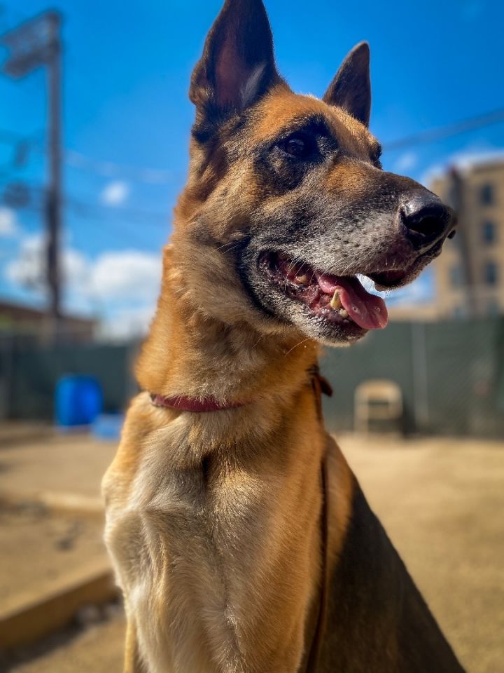 Berenstain , an adoptable German Shepherd Dog in Chicago, IL_image-1