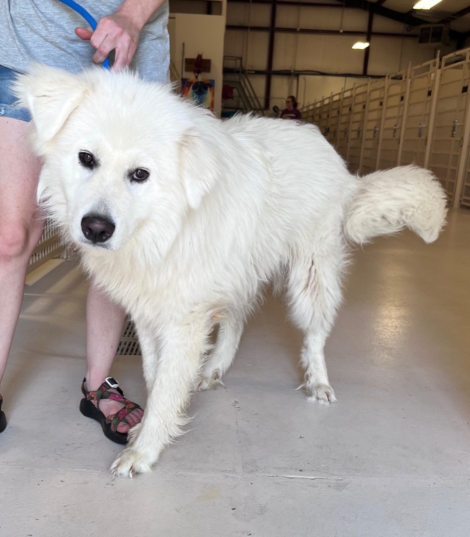 FloofMaster, an adoptable Great Pyrenees in Chicago, IL, 60660 | Photo Image 1