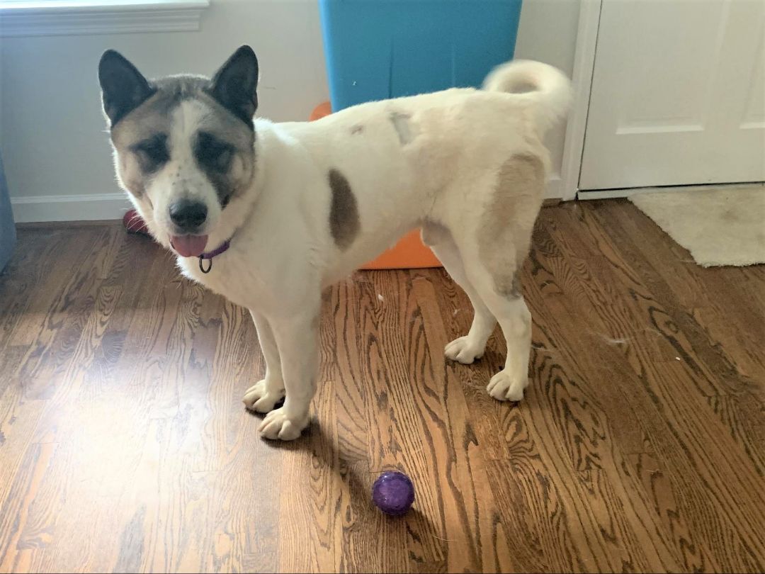MARVIN, an adoptable Akita in Madison, WI, 53701 | Photo Image 4