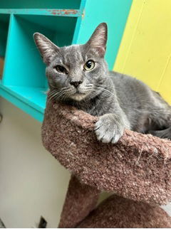 Gray Gardens, an adoptable Domestic Short Hair in Jackson, MS, 39213 | Photo Image 1