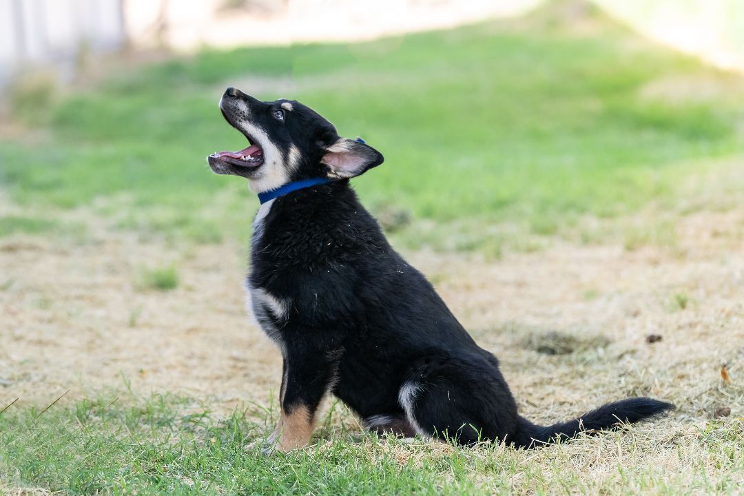 Puppy Brent