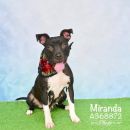 MIRANDA's profile on Petfinder.com