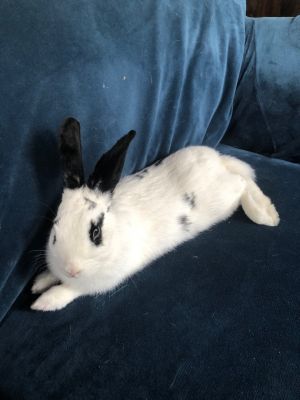 Maggie, Young Female unknown