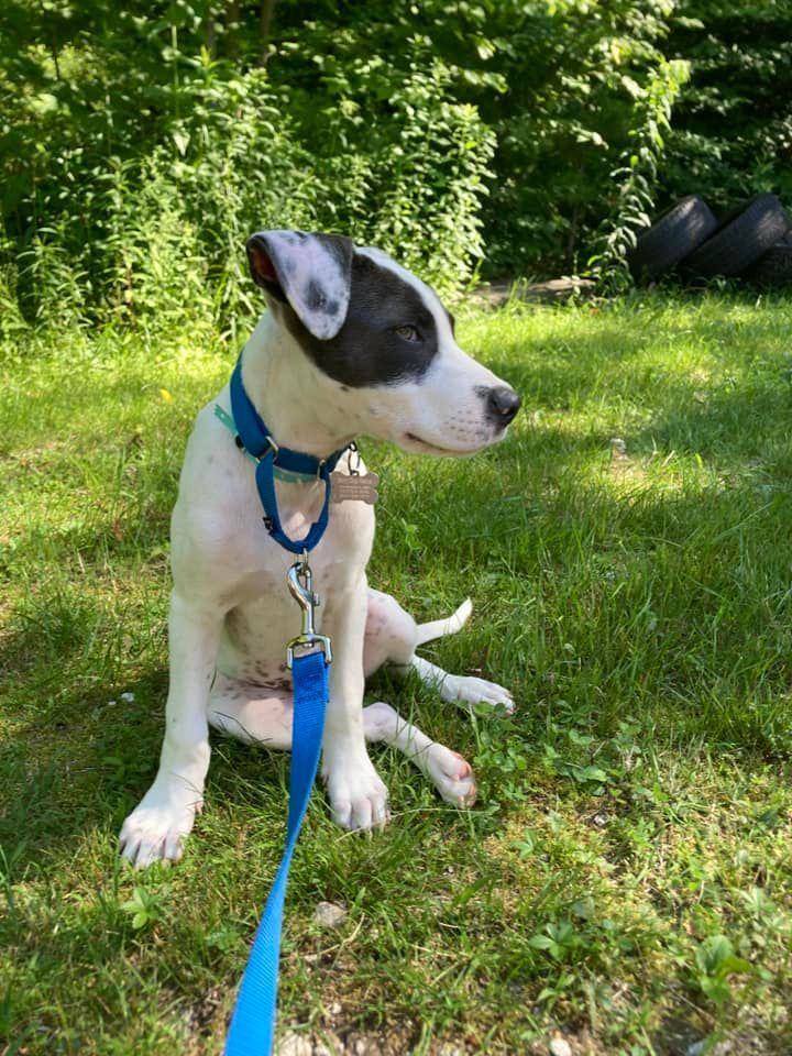 Keith *HERE IN NH*, an adoptable Mixed Breed in Northwood, NH_image-3