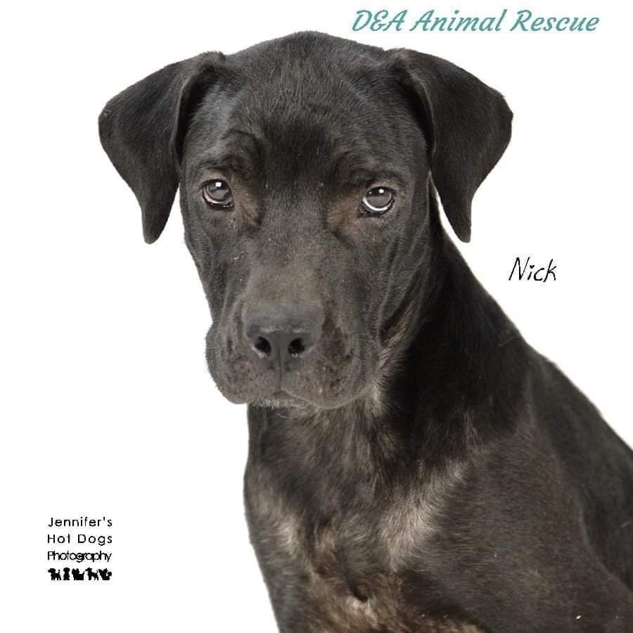 Nick, an adoptable Labrador Retriever, Mixed Breed in East Hartford, CT, 06118 | Photo Image 1