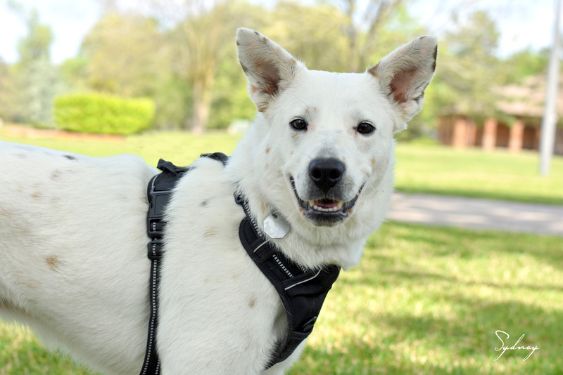 Sydney (Heeler)