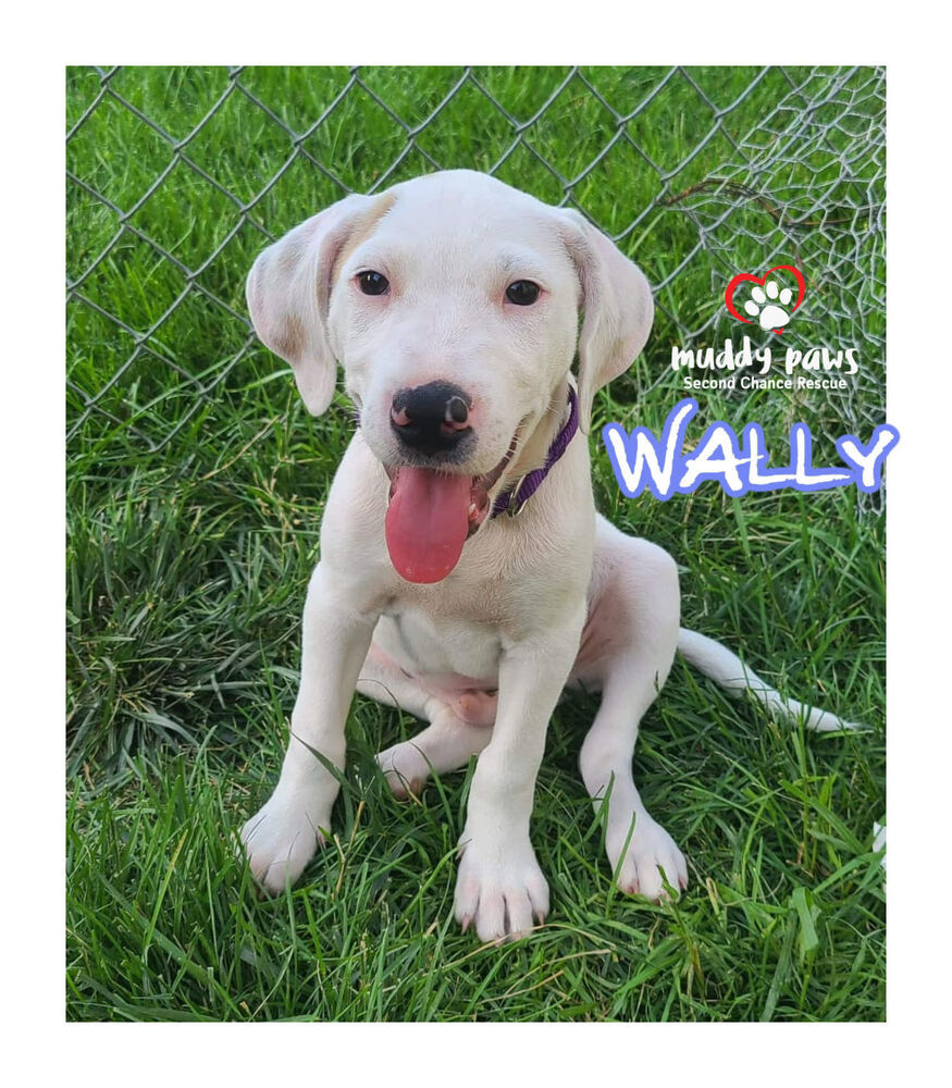 Beagle Litter: Wally NO LONGER ACCEPTING APPLICATIONS