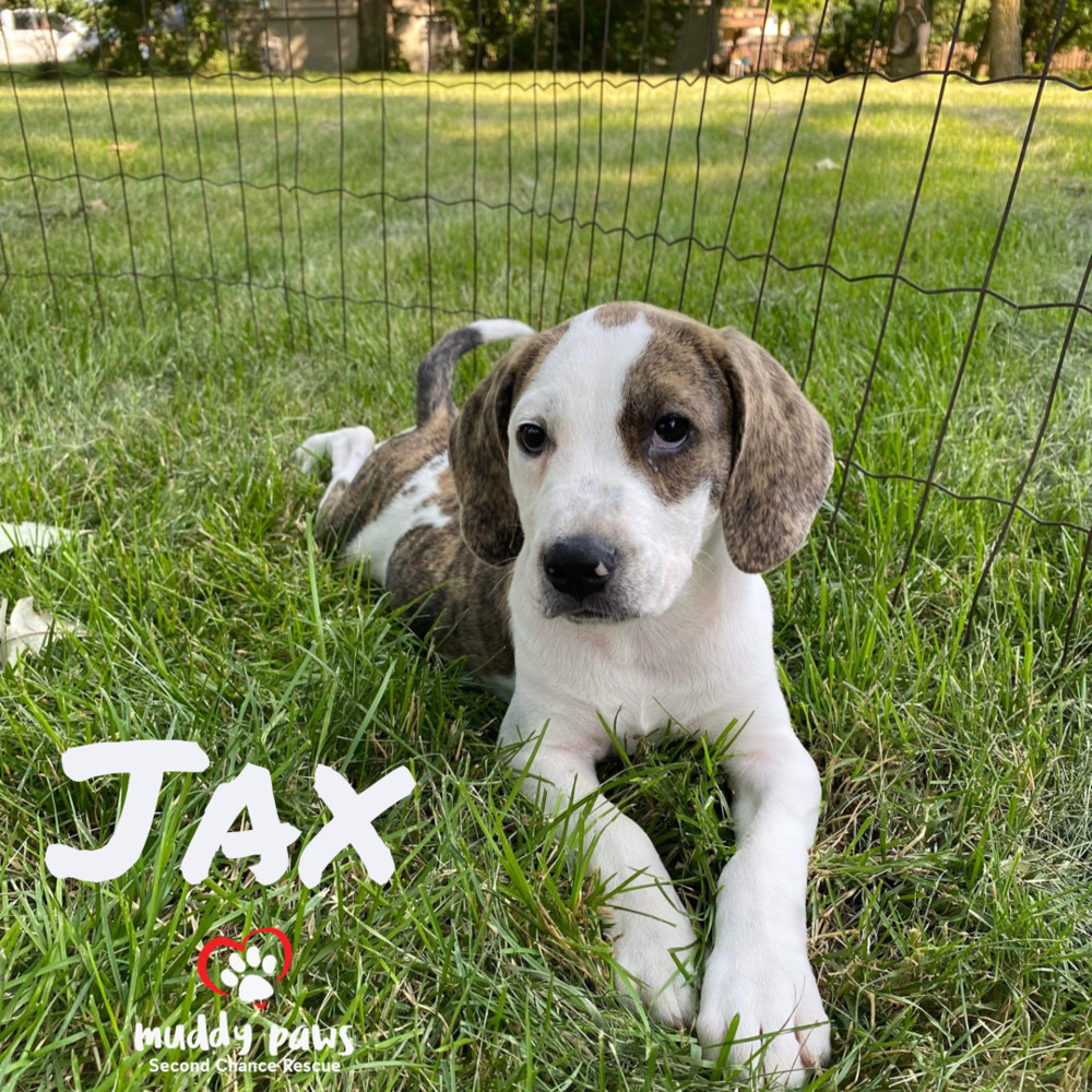 Beagle Litter: Jax - no longer accepting applications