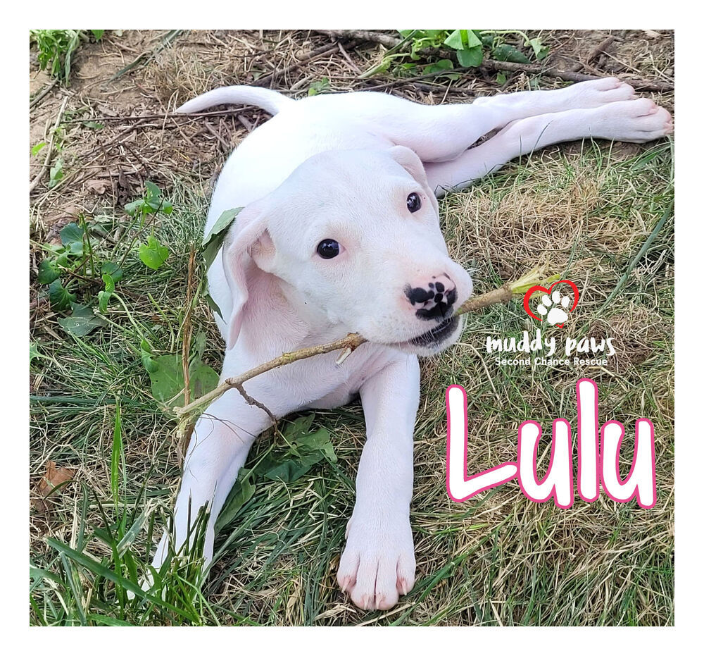 Beagle Litter: Lulu - No Longer Accepting Applications