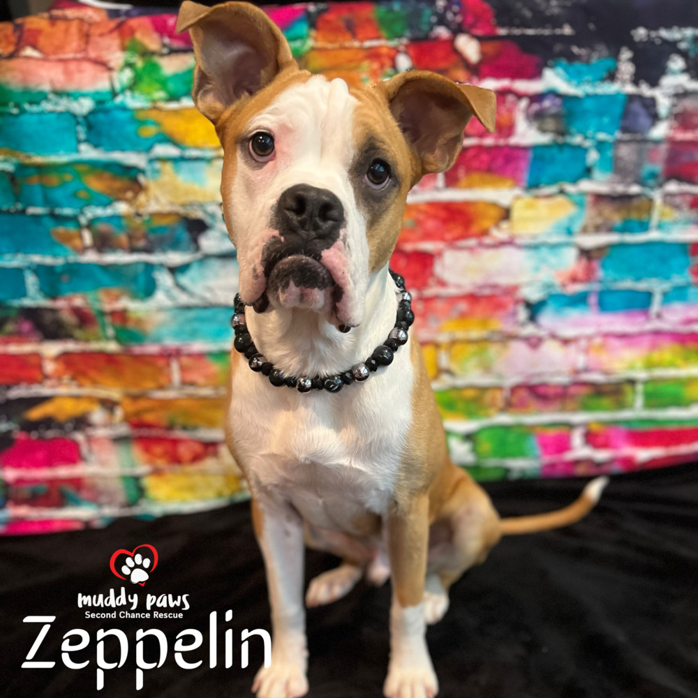 Zeppelin