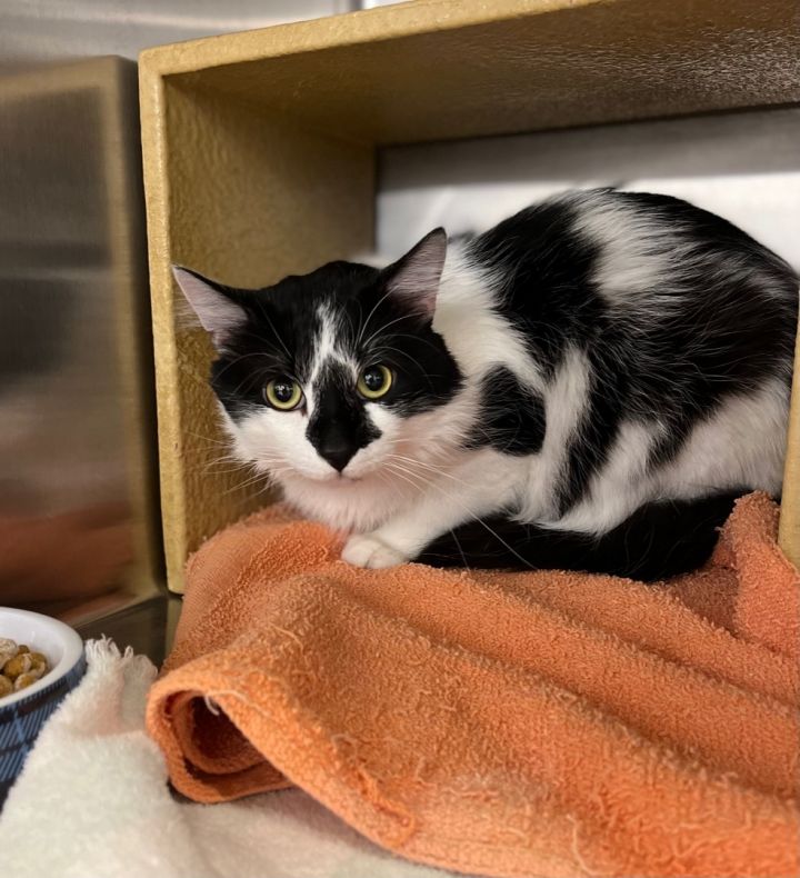 Odie, an adoptable Domestic Long Hair & Tuxedo Mix in Omaha, NE_image-1