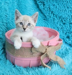 Brandy, an adopted Domestic Short Hair & Snowshoe Mix in Saint Augustine, FL_image-4