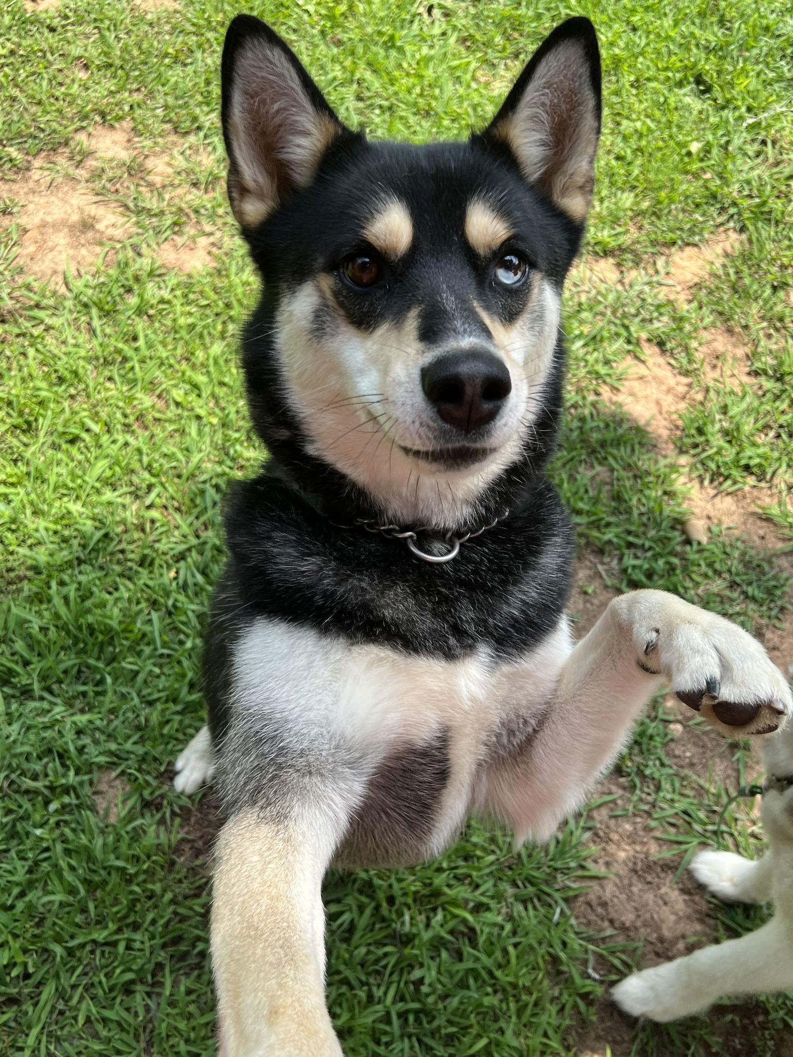 Shiba husky hot sale