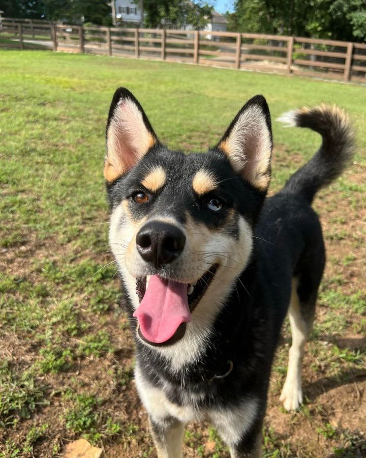 Siberian husky sale shiba inu mix