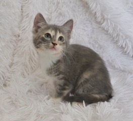 Candy, an adopted Domestic Short Hair & Dilute Calico Mix in Saint Augustine, FL_image-2