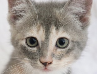 Candy, an adopted Domestic Short Hair & Dilute Calico Mix in Saint Augustine, FL_image-4
