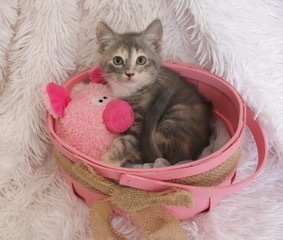 Candy, an adopted Domestic Short Hair & Dilute Calico Mix in Saint Augustine, FL_image-5