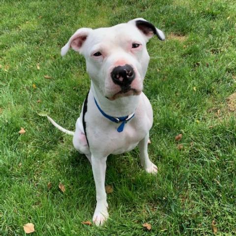 Petey- Sponsored Adoption Fee!, an adoptable Mixed Breed in Cincinnati, OH, 45247 | Photo Image 1