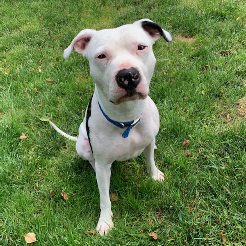 Petey - Fully Sponsored Adoption Fee!, an adoptable Mixed Breed in Cincinnati, OH, 45247 | Photo Image 1