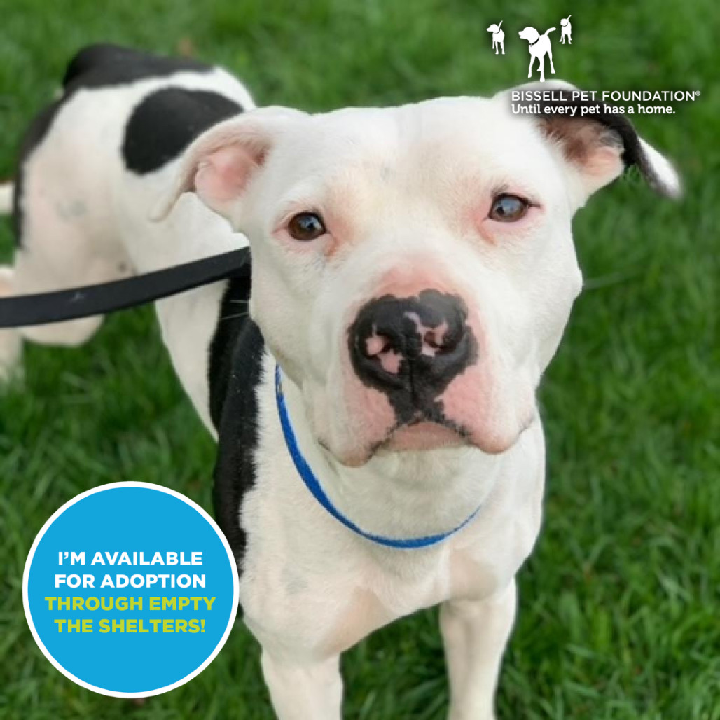 Petey - $0 Sponsored Adoption Fee!