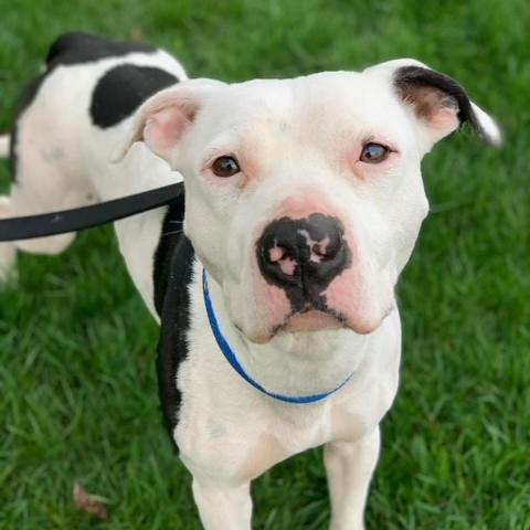 Petey- Sponsored Adoption Fee!, an adoptable Mixed Breed in Cincinnati, OH, 45247 | Photo Image 2