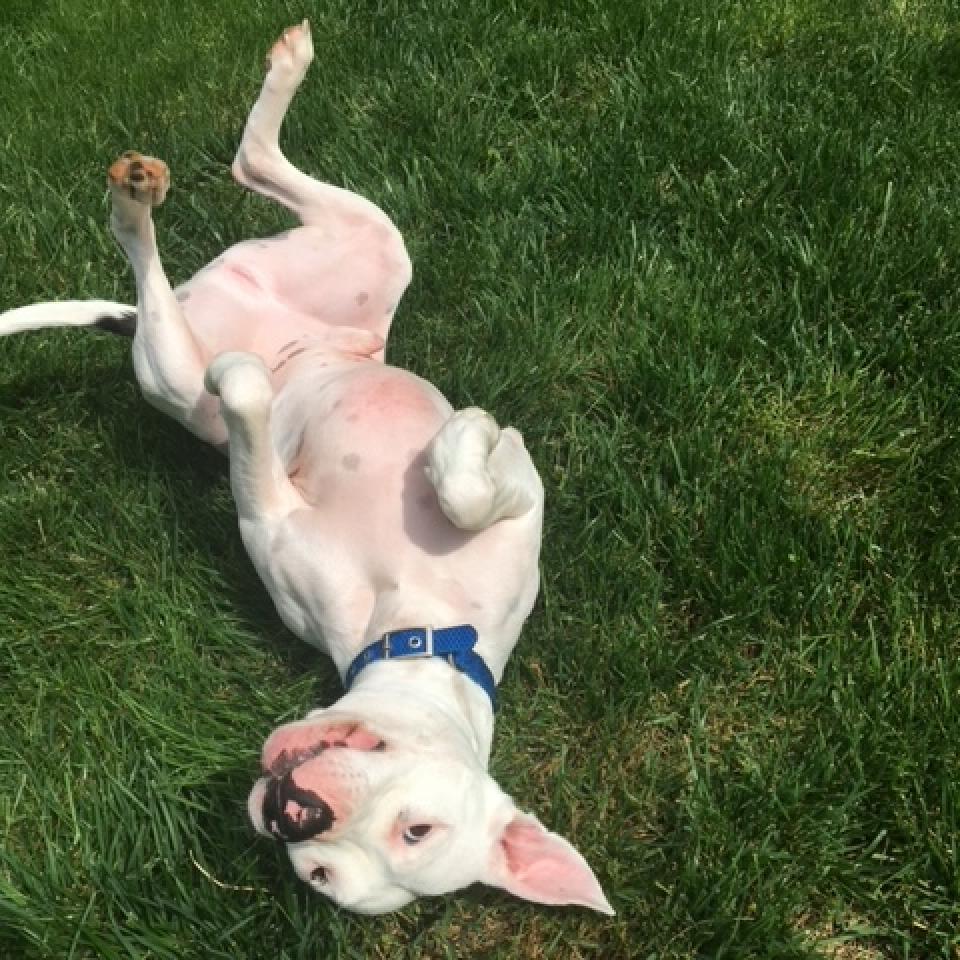 Petey - Fully Sponsored Adoption Fee!, an adoptable Mixed Breed in Cincinnati, OH, 45247 | Photo Image 2