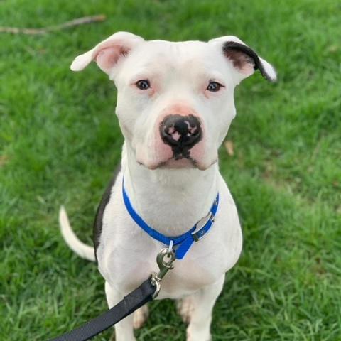 Petey- Sponsored Adoption Fee!, an adoptable Mixed Breed in Cincinnati, OH, 45247 | Photo Image 3