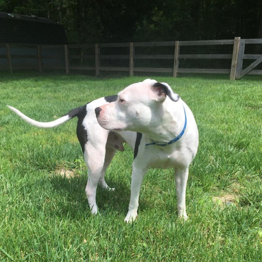 Petey - Fully Sponsored Adoption Fee!, an adoptable Mixed Breed in Cincinnati, OH, 45247 | Photo Image 3