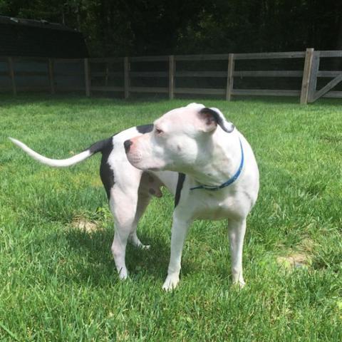 Petey- Sponsored Adoption Fee!, an adoptable Mixed Breed in Cincinnati, OH, 45247 | Photo Image 4