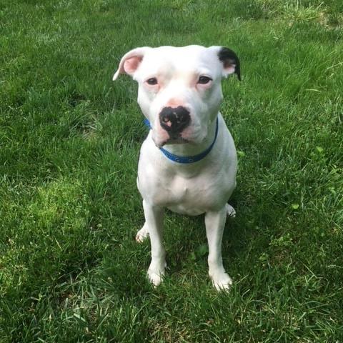 Petey- Sponsored Adoption Fee!, an adoptable Mixed Breed in Cincinnati, OH, 45247 | Photo Image 4