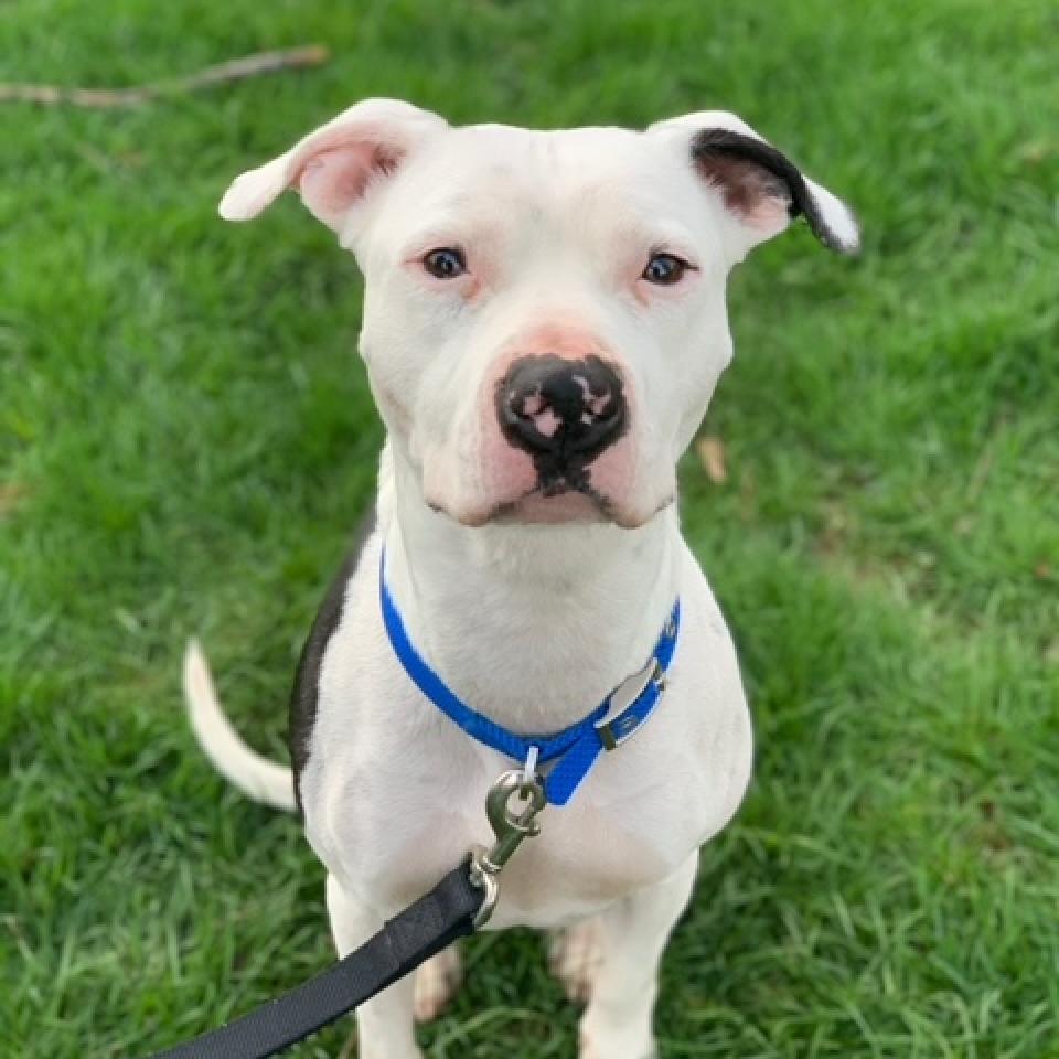 Petey - Bissell Fully Sponsored Adoption Fee!, an adoptable Mixed Breed in Cincinnati, OH, 45247 | Photo Image 5