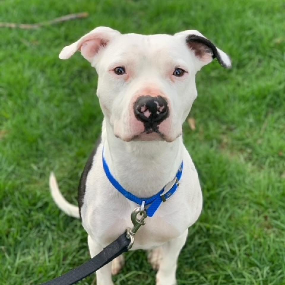 Petey - Fully Sponsored Adoption Fee!, an adoptable Mixed Breed in Cincinnati, OH, 45247 | Photo Image 5