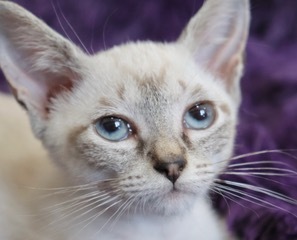LillyPilly, an adopted Siamese & Japanese Bobtail Mix in Saint Augustine, FL_image-3