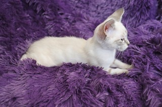 LillyPilly, an adopted Siamese & Japanese Bobtail Mix in Saint Augustine, FL_image-4