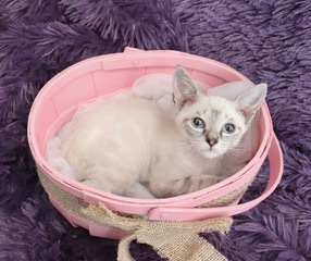 LillyPilly, an adopted Siamese & Japanese Bobtail Mix in Saint Augustine, FL_image-5