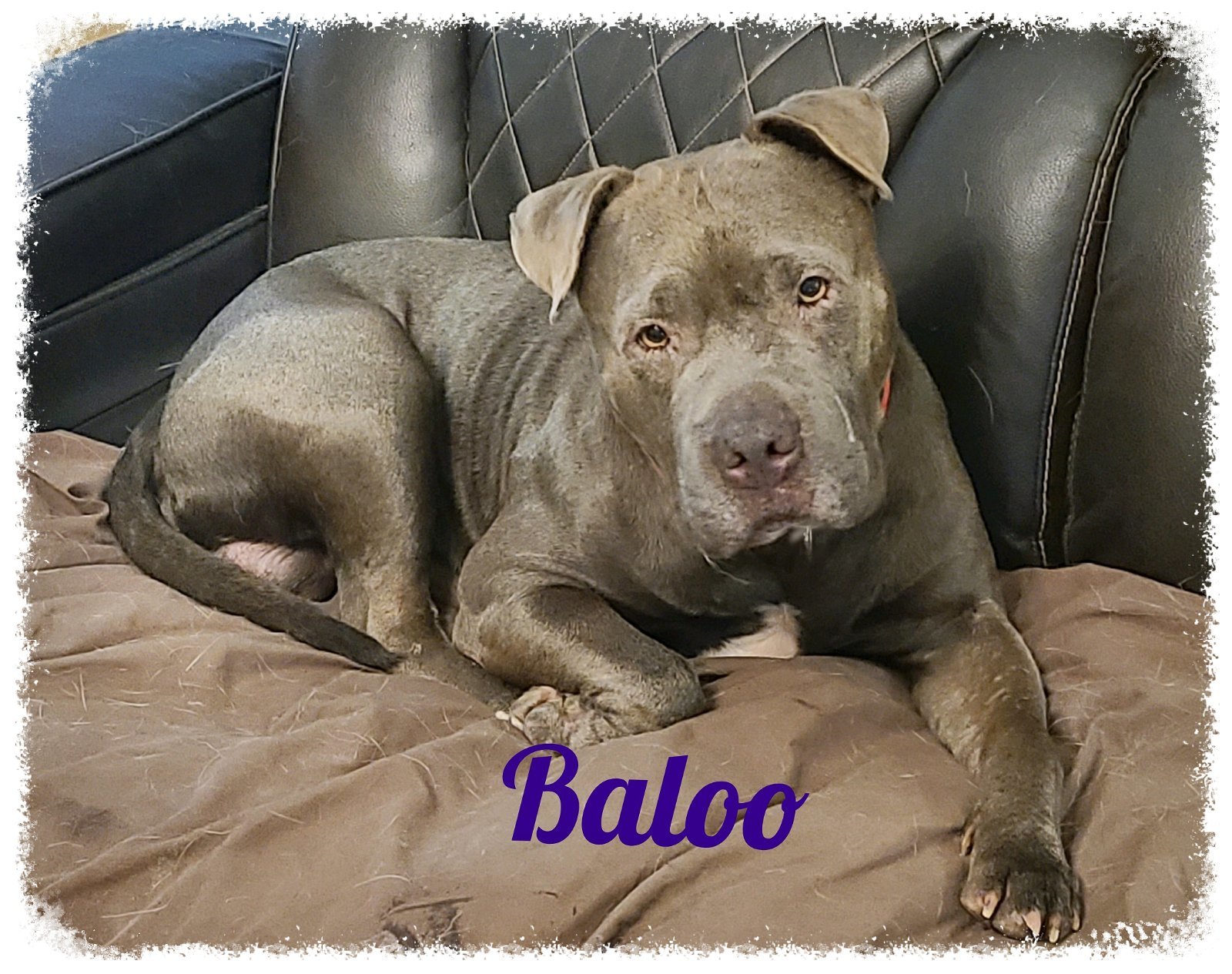 Baloo dog