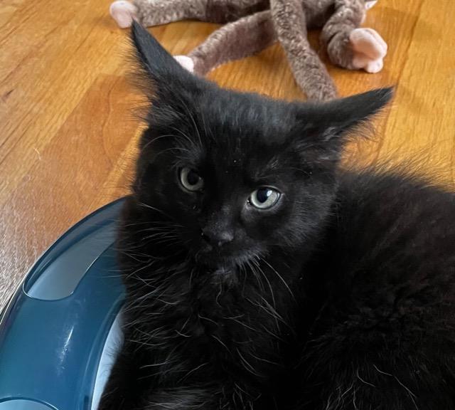 Cat for adoption Gaia, a Domestic Short Hair in Pawtucket, RI Petfinder