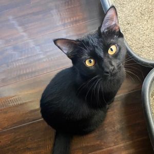Kiki is a sweet girl who is kind quiet and independent She enjoys playing with her siblings and sn