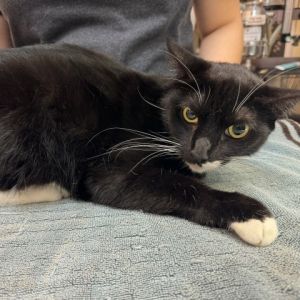 Elvis is a sweet boy with a shiny coat He is very shy but is also a very good and