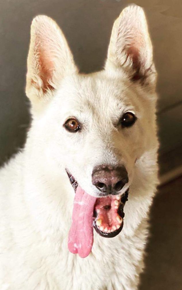 Dog for Adoption - Gucci, a White German Shepherd in Lake Zurich