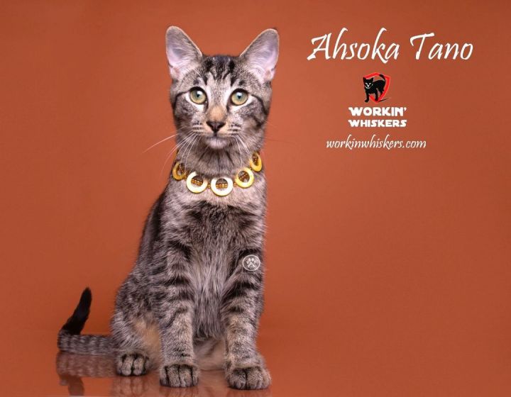 AHSOKA TANO, an adoptable Abyssinian & Tabby Mix in Palm Desert, CA_image-1