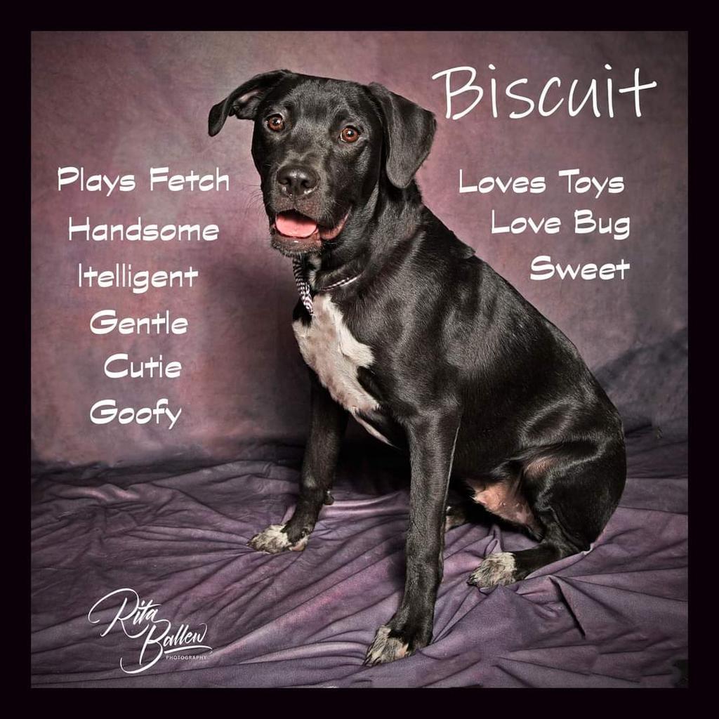 Biscuit