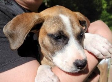 Deal, an adoptable Labrador Retriever Mix in Lenoir, NC_image-2