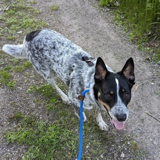 Lucky, an adoptable Australian Cattle Dog / Blue Heeler in Minneapolis, MN_image-3