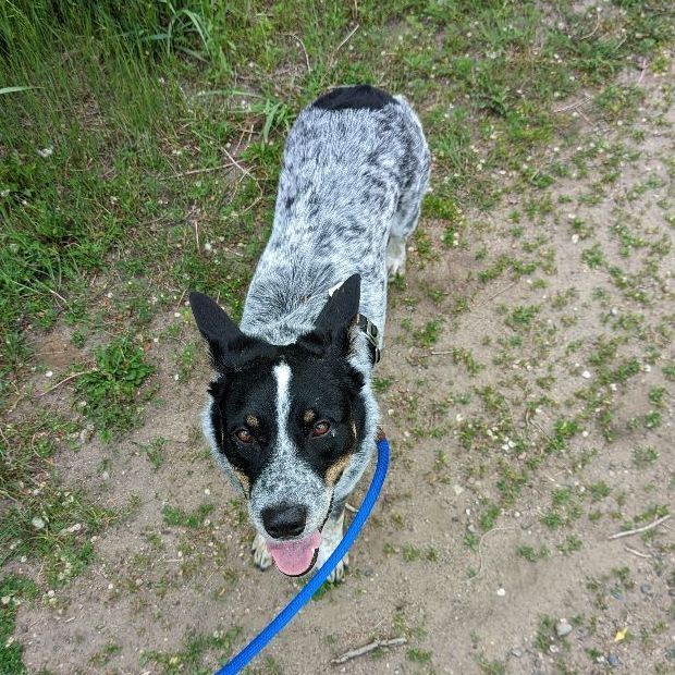 Lucky, an adoptable Australian Cattle Dog / Blue Heeler in Minneapolis, MN_image-4